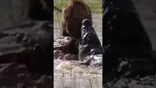 ЛЕВ против КРОКОДИЛА😳