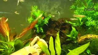 Acuario de 120l solo con guppys