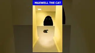 Maxwell The Cat Dancing Song 🐈Angry munci 