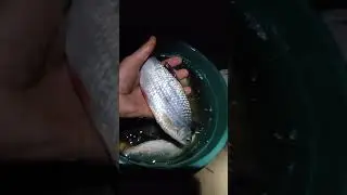 ФИДЕР В НОЯБРЕ 2021