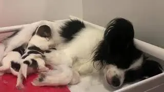 Papillon Puppies 2 weeks old