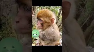 monkey baby funny videos || summery of the best videos about baby monkey BOM BOM cute monkey baby