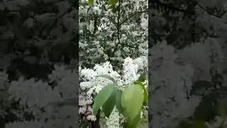 Черёмуха ВСЯ в цвету....а запах...16.05.2023г.