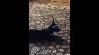 Той терьер беседа с кошкой