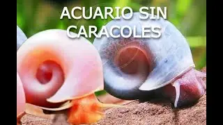 Acuario libre de Caracoles (si es posible)