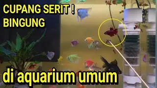 Crazy! This betta fish managed to get into another fish's nest, even though all else failed.