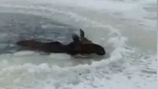 Спасение лося провалившегося под лед
