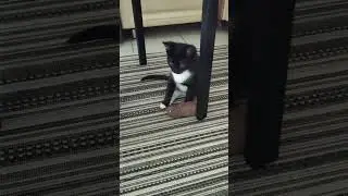 #котик_шницель