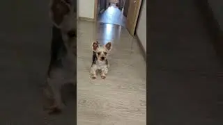ну давай,кидай мяч