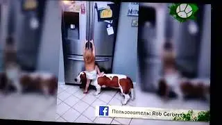 Звериный репортёр коридор