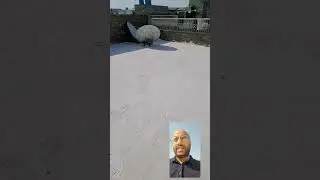 plaster parius ka kamaaal ap bhi lagooa garmi ko door bagaooo || Sunroof Heat proofing in Summer