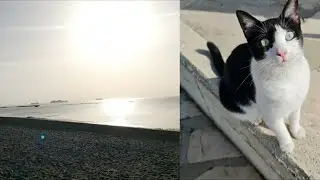 НАМ РОБЕРТ ИЗМЕНЯЕТ С МОРСКИМ КОТОМ😂😂😂ПРЕКРАСНОЕ УТРО🏝