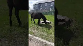 Встретил лошадку ❤️ 