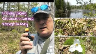 Hiking Canada's Boreal Forest Safely in May