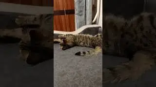 кто разбудил кота?