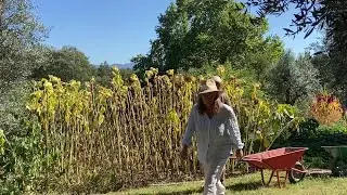 Relaxing Days Harvesting Fall Produce and Planting Fruit Trees