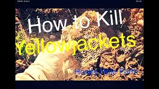 Beekeeping:  How to Kill Jellowjackets