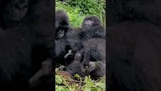 Baby Gorilla Being Naughty! 🦍
