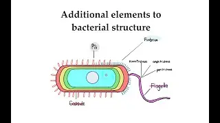 Bacteria and flagella structure (#9)