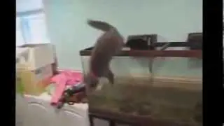 Кошшки!Мяуу!Приколы