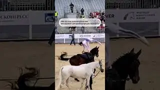Конные дисциплины: вольтижировка 
