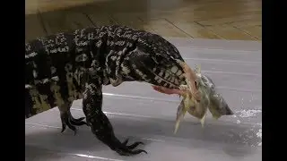 Ящерицы впервые пробуют цыплят