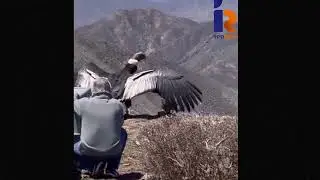 Liberación de un cóndor andino en Mendoza que fue tratado
