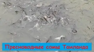 Пресноводные сомы Таиланда. Freshwater catfish of Thailand.