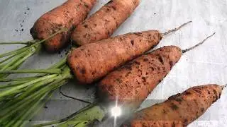 НОВЫЙ СПОСОБ ПОСЕВА МОРКОВИ!