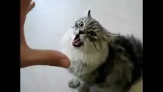 кричать кошка