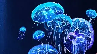 Painting on BLACK Paper! (Sketchbook Speedpaint)