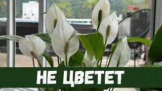 Женское Счастье, Спатифиллум Не Цветет, 10 Причин