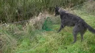 Ferreting Suffolk Hedges - East Anglian Pest Control