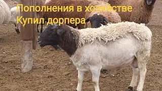 Купил  барана производителя дорпера.