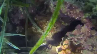 Visitando a una morena en su cueva  Costa Daurada 2015