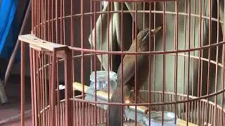 Mộc Điện ổn định đều vs Cám . Hạt Cào Cào Tiếu Hoạ Mi .