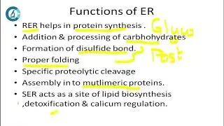 ENDOPLASMIC RETICULUM & IT'S FUNCTIONS #cellbiology#neet#csirnetlifesciences#biolearning