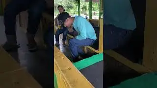Artis jalanan bersuara emas