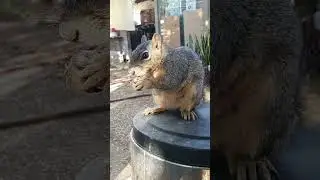 Squirrel close up 10/10/2024