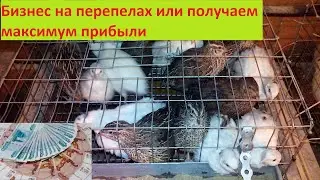 Перепела как бизнес или как получить из них максимальную прибыль