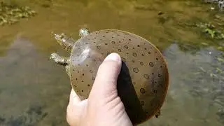 Spiny Soft Shell Turtle - Fleeing and eluding...   Michigan Soft Shell turtles.