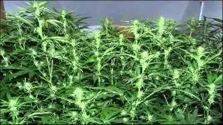 LED Grow Lights - SOL 9 Delivers 483 Grams On First Try!