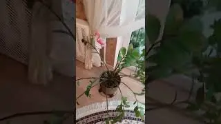 что стало с заминокулькасом после удаления пеньков