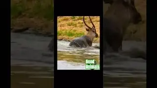 Крокодил напал на антилопу 