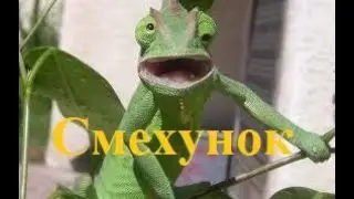 7 МИНУТ СМЕХА до СЛЕЗ! //ЛУЧШИЙ ЮМОР от СМЕХУНОК//