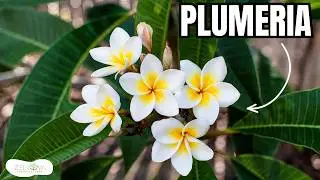 CACALOXÓCHITL or May Flower - The World's Most Beloved Tree/Shrub