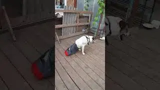 Приют Ушастая няня  Помощь приюту и его обитателям 🙏Сбер 5469520021890280