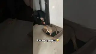 Реакция собаки на главаря игры в кальмара 😂Малыш рычит…🫣