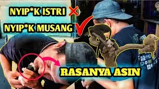 CARA MENYELAMATKAN ANAK MUSANG HAMPIR MATI, RASANYA ASIN❗❗