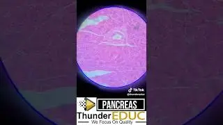 Structure of a pancreas Under A microscope 